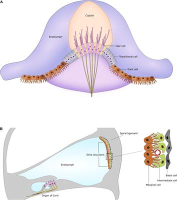 Preferential Cochleotoxicity of Cisplatin